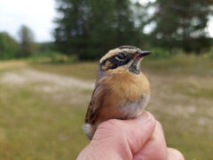 Prunella atrogularis