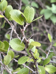 Sideroxylon peninsulare