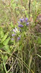 Gentianella quinquefolia