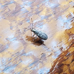 Cyrtepistomus castaneus