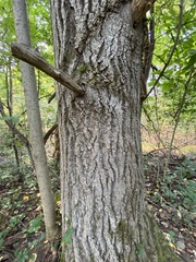 Populus grandidentata