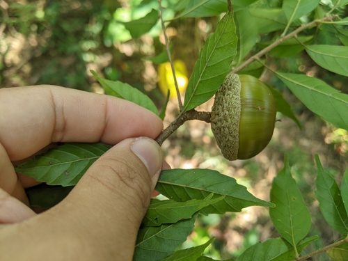 Image of Lithocarpus konishii by (c) 潘立傑 LICHIEH_PAN, some rights reserved (CC BY)