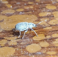 Cyrtepistomus castaneus