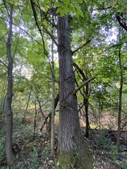 Populus grandidentata