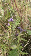 Gentianella quinquefolia