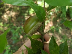 Lithocarpus konishii