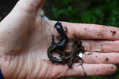 Plethodon montanus