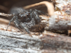 Platycryptus californicus