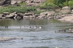 Branta canadensis