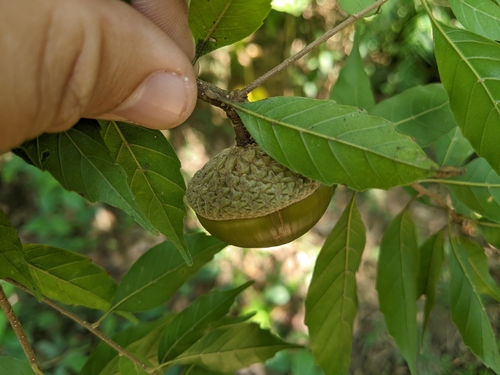 Image of Lithocarpus konishii by (c) 潘立傑 LICHIEH_PAN, some rights reserved (CC BY)