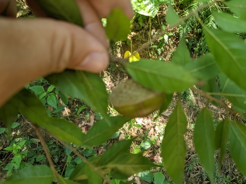 Image of Taiwan Rock Oak (Lithocarpus konishii) by (c) 潘立傑 LICHIEH_PAN, some rights reserved (CC BY)
