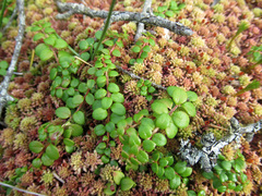 Gaultheria hispidula