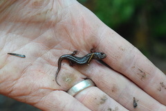 Desmognathus orestes