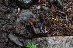 Desmognathus orestes