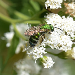 Agapostemon sericeus