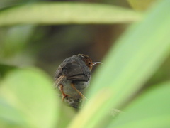 Orthotomus ruficeps