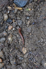 Desmognathus orestes