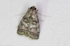 Pococera maritimalis