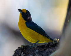 Euphonia violacea