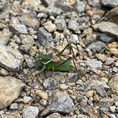 Idiostatus californicus