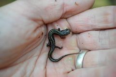 Desmognathus orestes