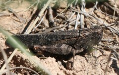 Arphia pseudonietana