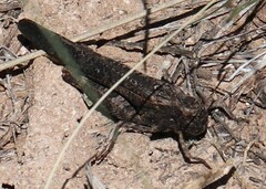 Arphia pseudonietana