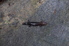 Desmognathus orestes