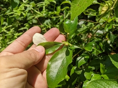 Mussaenda formosanum