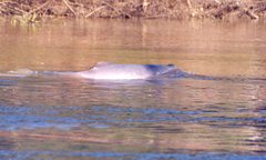 Inia geoffrensis boliviensis