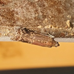 Euzophera semifuneralis