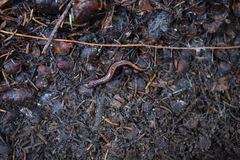 Desmognathus orestes