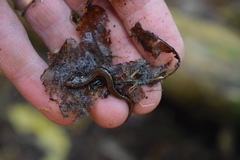 Desmognathus orestes