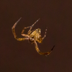Uloborus