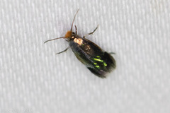 Stigmella resplendensella