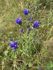 Gentiana
