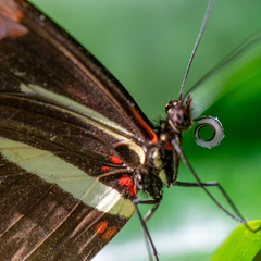 Heliconius erato