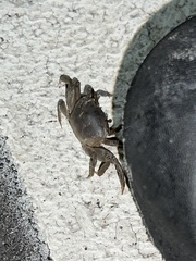 Minuca longisignalis