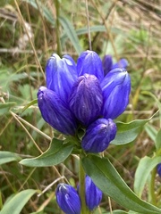 Gentiana