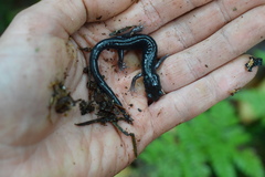Plethodon montanus