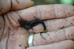 Desmognathus orestes