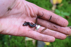 Desmognathus orestes