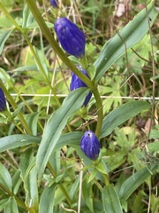 Gentiana