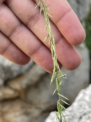 Bouteloua reflexa