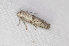 Hypatopa punctiferella