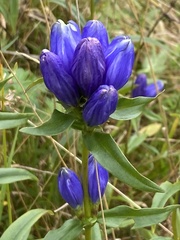 Gentiana