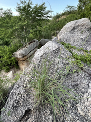 Bouteloua reflexa