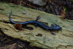 Plethodon montanus
