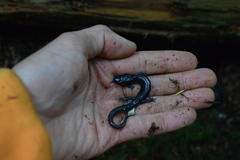 Plethodon montanus