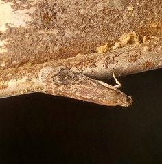 Euzophera semifuneralis